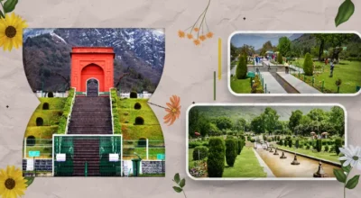 Chash-me-Shahi-Garden kashmir tour package