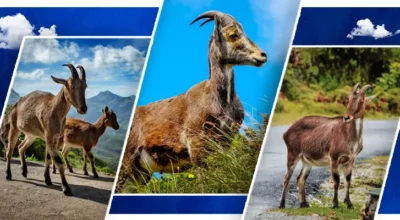 Nilgiri-Tahr kerala tour packages