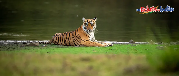 Ranthambore National Park, Rajasthan