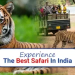 india safari