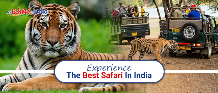 The Ultimate Guide to Safari in India: Exploring the Indian Wilderness